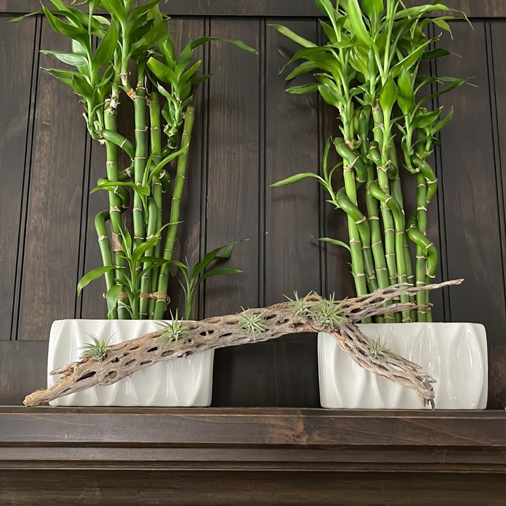 🔆AUR PLANT🔆 DRIED CACTUS DECORATION - Picture 3 of 12